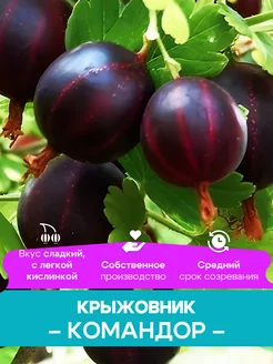 Крыжовник саженцы Командор КФХ Погорелый В.Г. 261428420 купить за 492 ₽ в интернет-магазине Wildberries