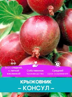 Крыжовник саженцы Консул КФХ Погорелый В.Г. 261428421 купить за 492 ₽ в интернет-магазине Wildberries