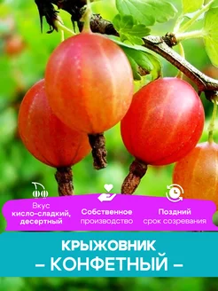 Крыжовник саженцы Конфетный КФХ Погорелый В.Г. 261428422 купить за 492 ₽ в интернет-магазине Wildberries