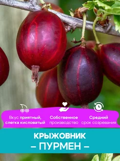 Крыжовник саженцы Пурмен КФХ Погорелый В.Г. 261428425 купить за 492 ₽ в интернет-магазине Wildberries