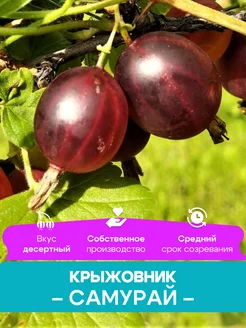 Крыжовник саженцы Самурай КФХ Погорелый В.Г. 261428426 купить за 492 ₽ в интернет-магазине Wildberries