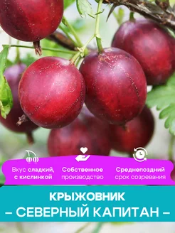 Крыжовник саженцы Северный Капитан КФХ Погорелый В.Г. 261428427 купить за 492 ₽ в интернет-магазине Wildberries