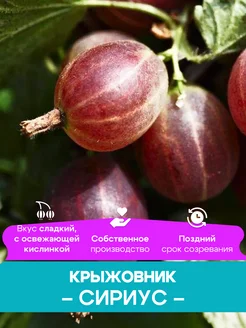 Крыжовник саженцы Сириус КФХ Погорелый В.Г. 261428428 купить за 492 ₽ в интернет-магазине Wildberries