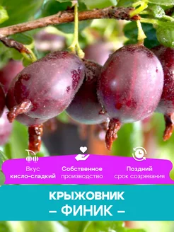 Крыжовник саженцы Финик КФХ Погорелый В.Г. 261428429 купить за 492 ₽ в интернет-магазине Wildberries