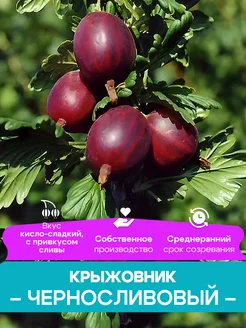 Крыжовник саженцы Черносливовый КФХ Погорелый В.Г. 261428430 купить за 492 ₽ в интернет-магазине Wildberries