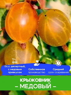 Крыжовник саженцы Медовый КФХ Погорелый В.Г. 261433649 купить за 492 ₽ в интернет-магазине Wildberries