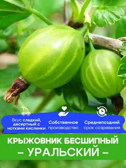 Крыжовник саженцы Уральский КФХ Погорелый В.Г. 261433655 купить за 492 ₽ в интернет-магазине Wildberries