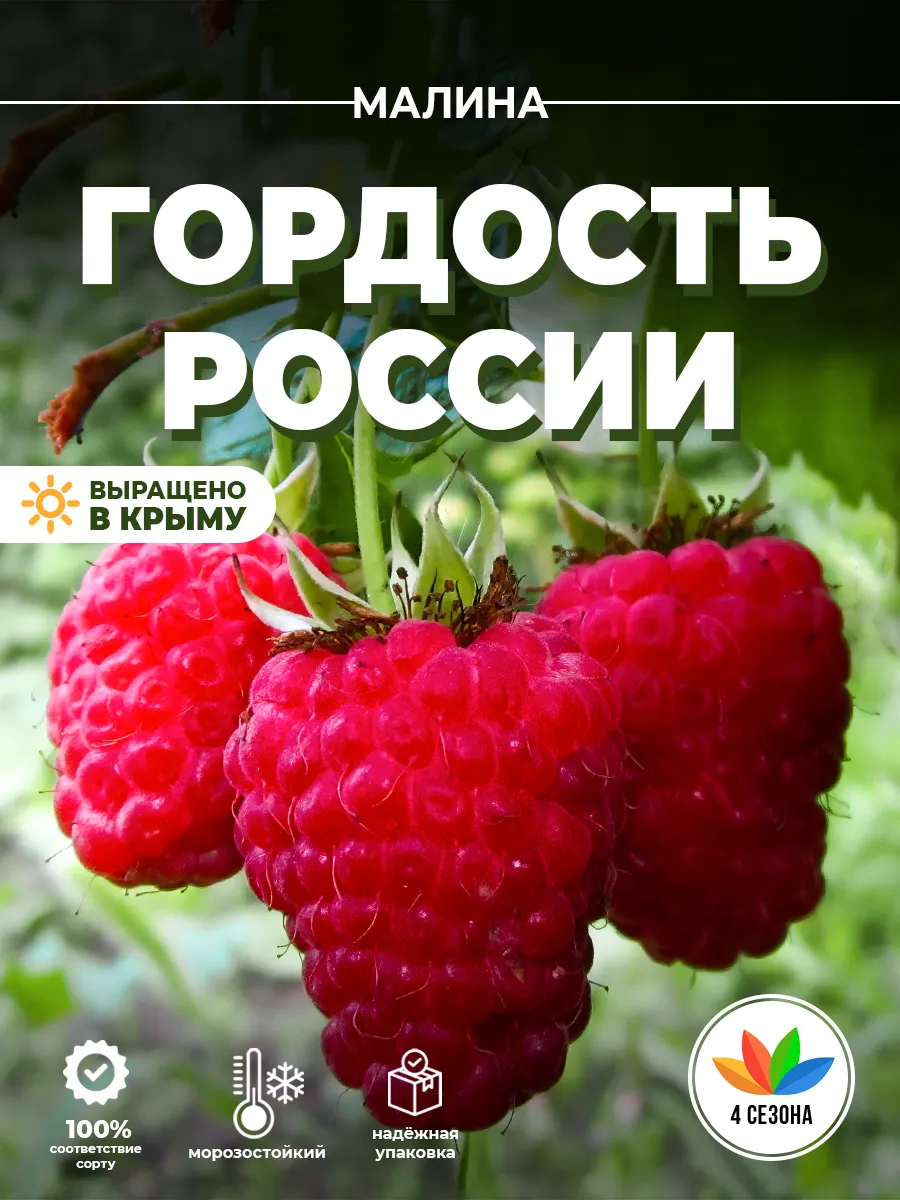 Саженцы Малины "Гордость...