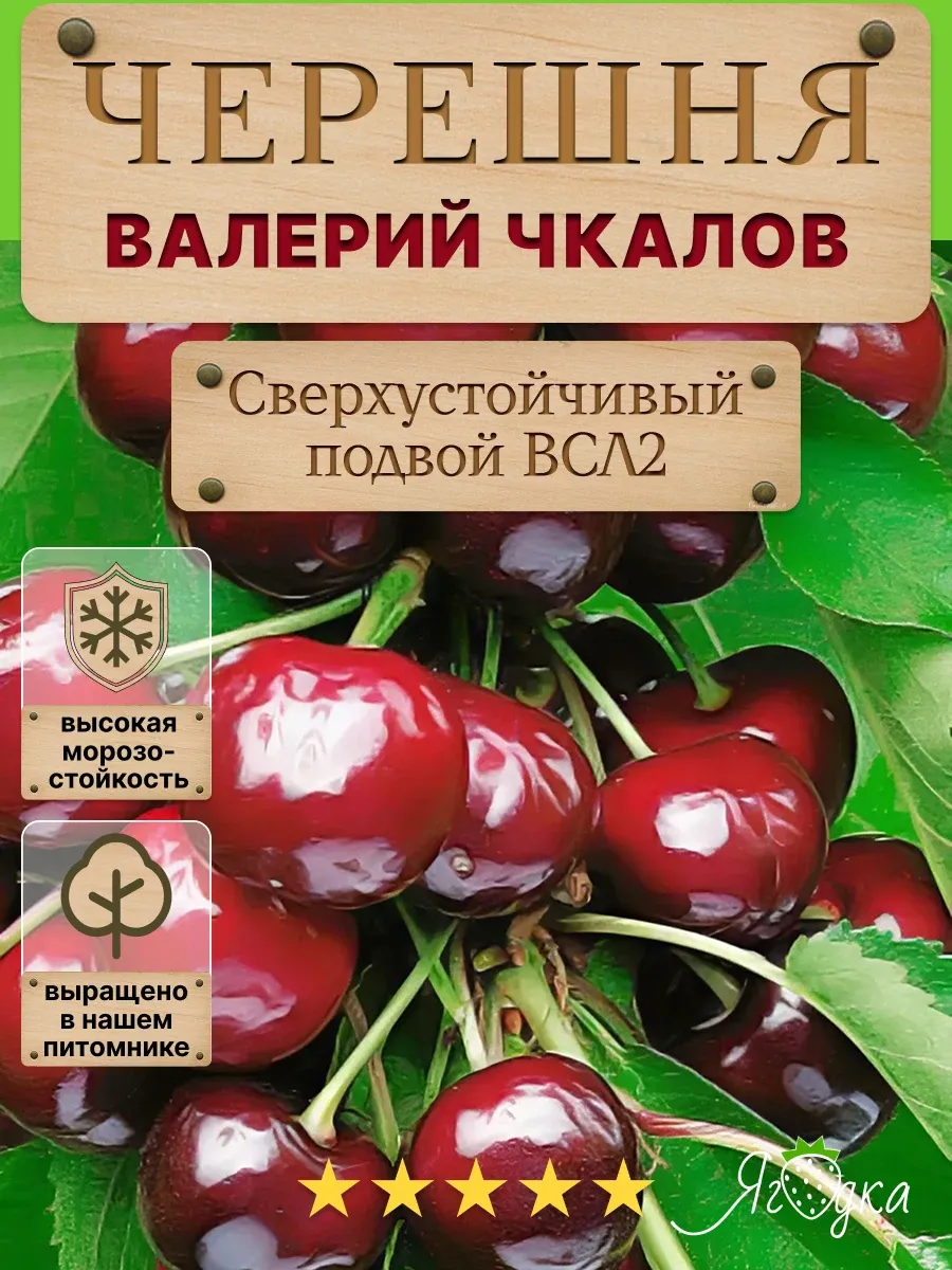 Черешня сорт романовка. Черешня и вишня сорта. Черешня сорт романовка. Вишня норд стар. Вишня сорт зарянка.