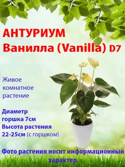 Антуриум Ванилла (Vanilla), D7 Цветы в доме 261610881 купить за 1 322 ₽ в интернет-магазине Wildberries