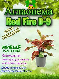Аглаонема Ред Файер Red Fire D9 Это наш сад 261677944 купить за 1 623 ₽ в интернет‑магазине Wildberries