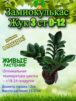 Замиокулькас Жук 3 ствола D-12 Это наш сад 261682881 купить за 3 034 ₽ в интернет-магазине Wildberries