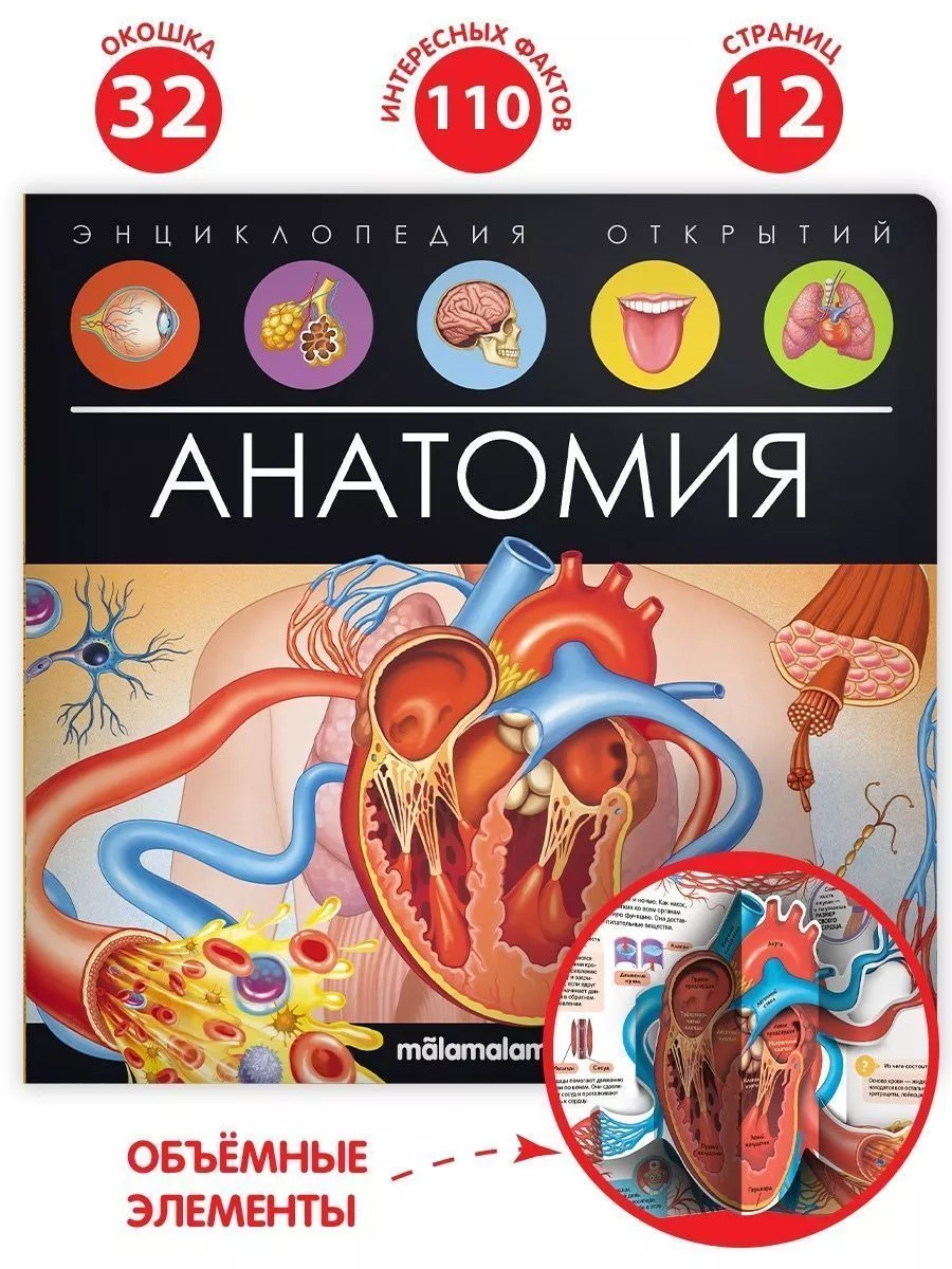 Нудизм　Дети  11 Энциклопедия для детей развивающая книжка с окошкам Анатомия Malamalama  261844477 купить в интернет-магазине Wildberries