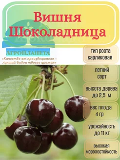 Саженцы вишни "Шоколадница" питомник №1 "АгроПланета" 261907424 купить за 377 ₽ в интернет-магазине Wildberries