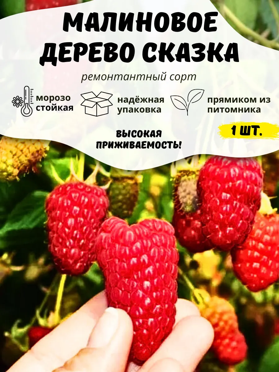 Саженец малины...