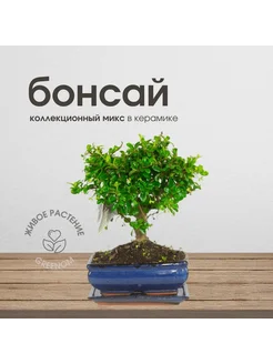 Живое растение Бонсай 20 см GardenGlow 261983291 купить за 3 576 ₽ в интернет-магазине Wildberries