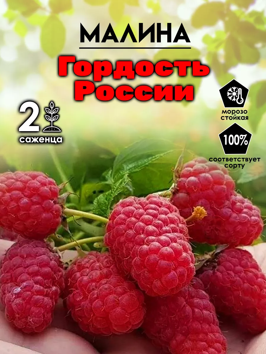 Саженец малины ягодный...