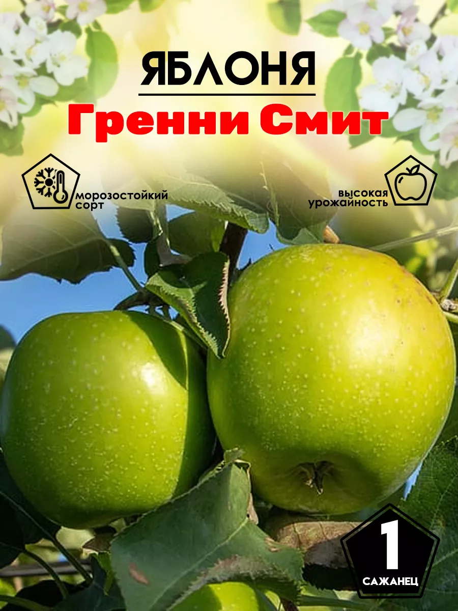 Саженцы Яблони Греннии...