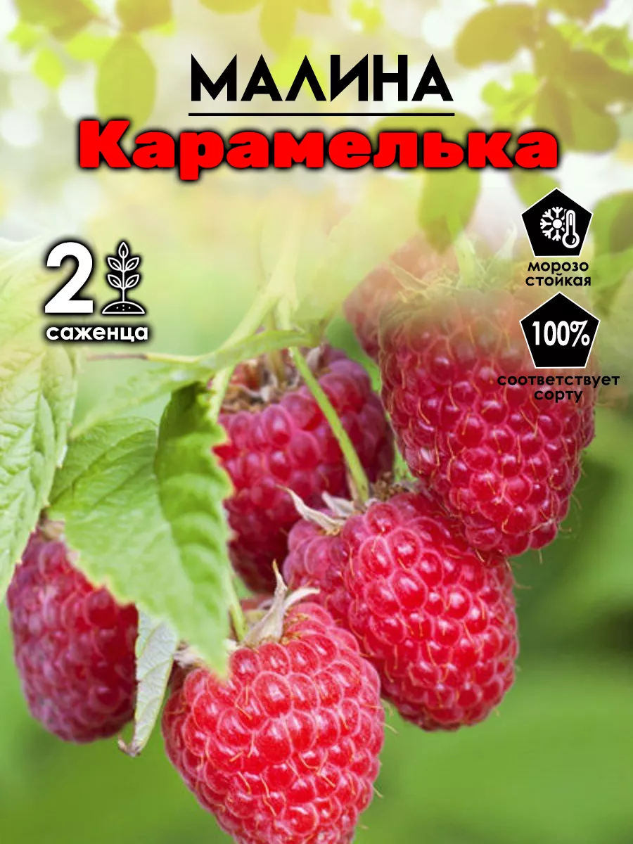 Саженец малины...